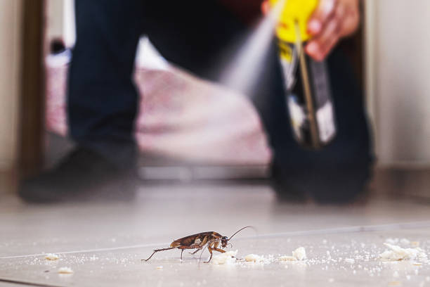 Flea Control Services in Seven Hills, OH